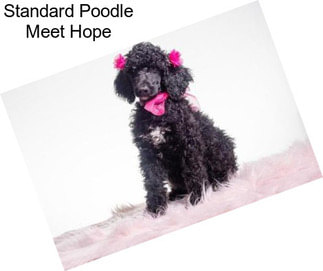 Standard Poodle Meet Hope