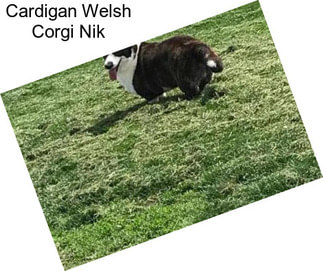 Cardigan Welsh Corgi Nik