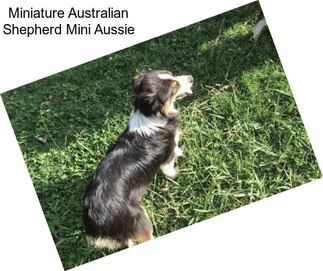 Miniature Australian Shepherd Mini Aussie