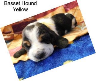 Basset Hound Yellow