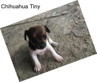 Chihuahua Tiny