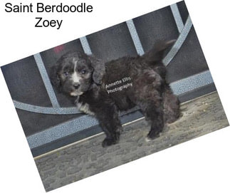 Saint Berdoodle Zoey