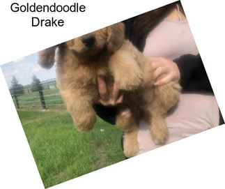 Goldendoodle Drake
