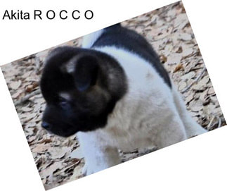 Akita R O C C O