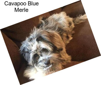 Cavapoo Blue Merle