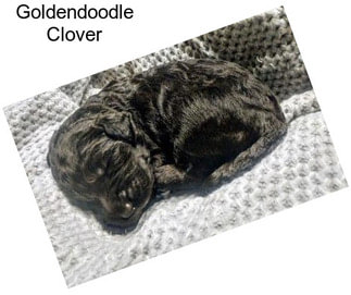 Goldendoodle Clover