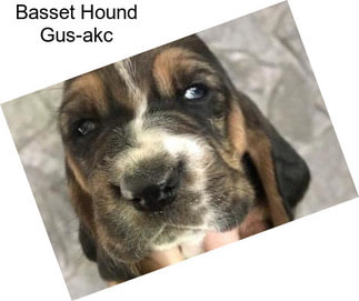 Basset Hound Gus-akc