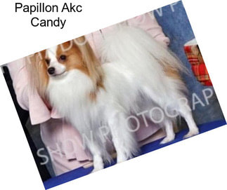 Papillon Akc Candy