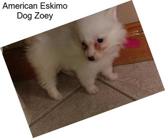 American Eskimo Dog Zoey