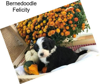 Bernedoodle Felicity
