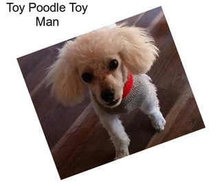 Toy Poodle Toy Man