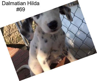 Dalmatian Hilda #69