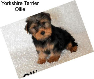 Yorkshire Terrier Ollie