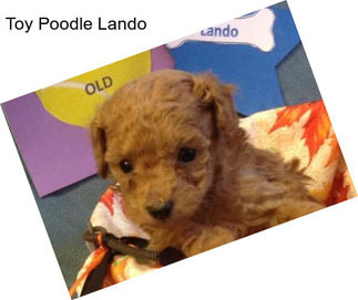 Toy Poodle Lando