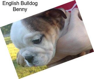 English Bulldog Benny