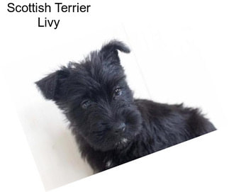 Scottish Terrier Livy