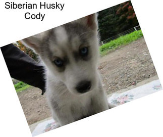 Siberian Husky Cody