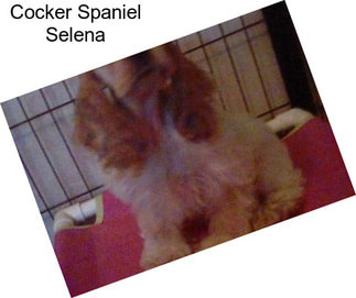 Cocker Spaniel Selena