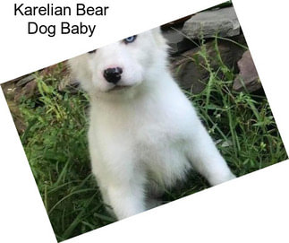 Karelian Bear Dog Baby