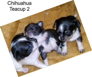 Chihuahua Teacup 2