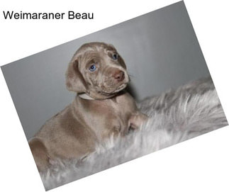 Weimaraner Beau