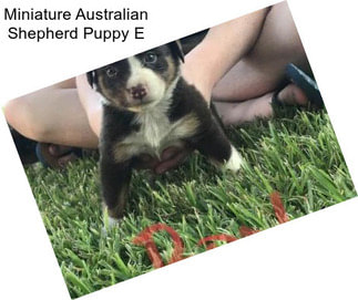Miniature Australian Shepherd Puppy E