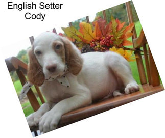 English Setter Cody