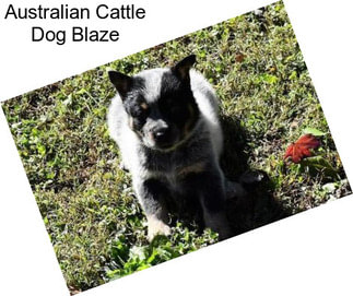 Australian Cattle Dog Blaze