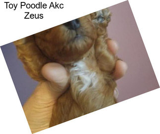 Toy Poodle Akc Zeus