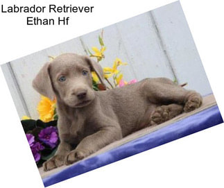 Labrador Retriever Ethan Hf