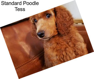 Standard Poodle Tess