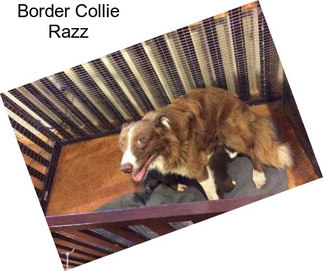 Border Collie Razz