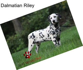 Dalmatian Riley