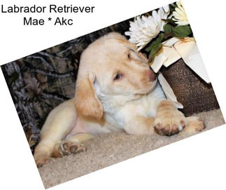Labrador Retriever Mae * Akc