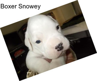 Boxer Snowey