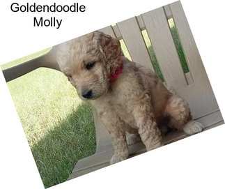 Goldendoodle Molly
