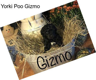 Yorki Poo Gizmo