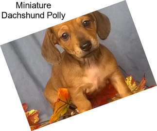 Miniature Dachshund Polly