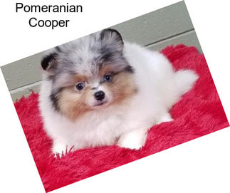 Pomeranian Cooper