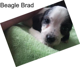 Beagle Brad