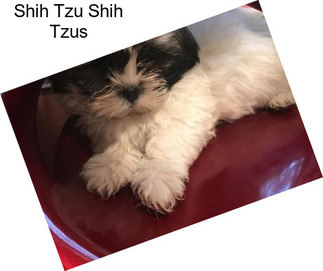 Shih Tzu Shih Tzus