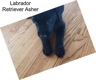 Labrador Retriever Asher