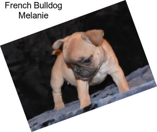 French Bulldog Melanie