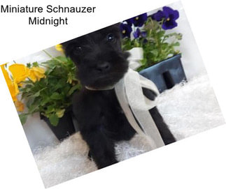 Miniature Schnauzer Midnight