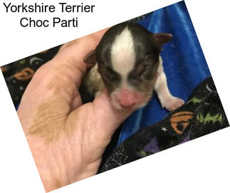 Yorkshire Terrier Choc Parti