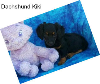 Dachshund Kiki