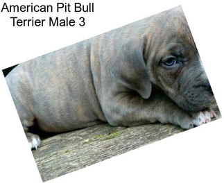 American Pit Bull Terrier Male 3