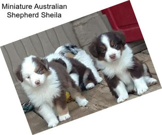 Miniature Australian Shepherd Sheila