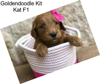 Goldendoodle Kit Kat F1