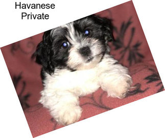 Havanese Private